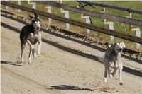 0017_Czech_Derby_Showrace_Czech_Greyhound_Racing_Federation_IMG_DSC02861.JPG