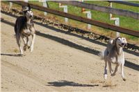 0018_Czech_Derby_Showrace_Czech_Greyhound_Racing_Federation_IMG_DSC02863.JPG