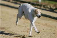 0020_Czech_Derby_Showrace_Czech_Greyhound_Racing_Federation_IMG_NQ1M0621.JPG