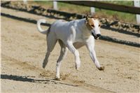 0021_Czech_Derby_Showrace_Czech_Greyhound_Racing_Federation_IMG_NQ1M0598.JPG