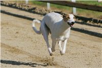 0023_Czech_Derby_Showrace_Czech_Greyhound_Racing_Federation_IMG_NQ1M0597.JPG