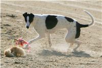 0024_Czech_Derby_Showrace_Czech_Greyhound_Racing_Federation_IMG_NQ1M0654.JPG