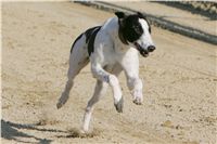 0025_Czech_Derby_Showrace_Czech_Greyhound_Racing_Federation_IMG_NQ1M0642.JPG