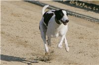 0026_Czech_Derby_Showrace_Czech_Greyhound_Racing_Federation_IMG_NQ1M0641.JPG