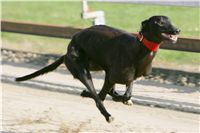 0027_Czech_Derby_Showrace_Czech_Greyhound_Racing_Federation_IMG_NQ1M0634.JPG