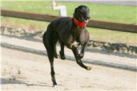 0028_Czech_Derby_Showrace_Czech_Greyhound_Racing_Federation_IMG_NQ1M0632.JPG