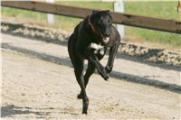 0029_Czech_Derby_Showrace_Czech_Greyhound_Racing_Federation_IMG_NQ1M0628.JPG