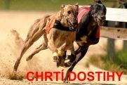 chrti_dostihy_Ceska_greyhound_dostihova_federace_draha_Praskacka_1.jpg