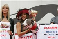 Winner_White_525_Czech_Derby_2010_Czech_Greyhound_Racing_Federation_.jpg