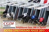 Extra_Greyhound_Race_2011_Ceska_greyhound_dostihova_federace_DSC02963-U.jpg