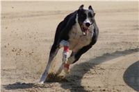 Extra_Greyhound_Race_3_Czech_Greyhound_Racing_Federation_DSC00603.JPG