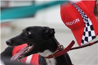 Extra_Greyhound_Race_3_Czech_Greyhound_Racing_Federation_DSC02982.JPG