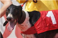 Extra_Greyhound_Race_2_Czech_Greyhound_Racing_Federation_DSC02334.JPG