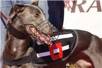 Extra_Greyhound_Race_2_Czech_Greyhound_Racing_Federation_DSC02339.JPG