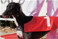 Extra_Greyhound_Race_2_Czech_Greyhound_Racing_Federation_DSC02346.JPG