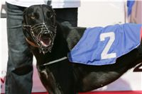 Extra_Greyhound_Race_2_Czech_Greyhound_Racing_Federation_NQ1M8417.JPG