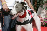 Extra_Greyhound_Race_2_Czech_Greyhound_Racing_Federation_NQ1M8421.jpg