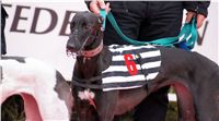 003_Chrti_dostihy_Extra_Greyhound_Race_2011_Czech_Greyhound_Racing_Federation_DSC02950.JPG
