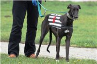 004_Chrti_dostihy_Extra_Greyhound_Race_2011_Czech_Greyhound_Racing_Federation_DSC02959.JPG