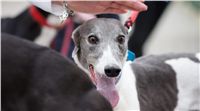 006_Chrti_dostihy_Extra_Greyhound_Race_2011_Czech_Greyhound_Racing_Federation_DSC02984.JPG