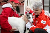 026_Chrti_dostihy_Extra_Greyhound_Race_2011_Czech_Greyhound_Racing_Federation_IMG_0788.JPG