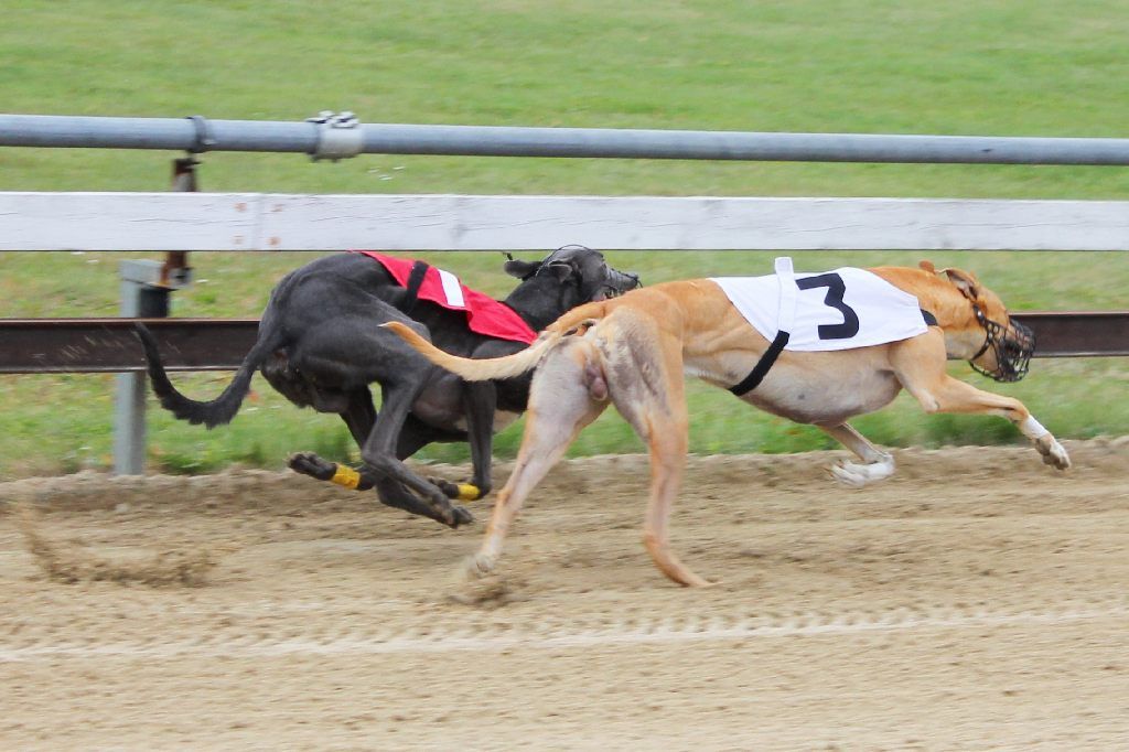 greyhound racing essay Greyhound bus company essay racing greyhounds essay racing greyhound greyhound racing is one of the popular action sports, the sport of racing greyhounds. greyhound racing essay Greyhound bus company essay racing greyhounds essay racing greyhound greyhound racing is one of the popular action sports, the sport of racing greyhounds.