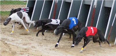 003_Chrtí_dostihy_Extra_Greyhound_Race_2011_Czech_Greyhound_Racing_Federation_DSC02964.JPG