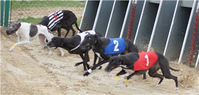 004_Chrtí_dostihy_Extra_Greyhound_Race_2011_Czech_Greyhound_Racing_Federation_DSC02965.JPG