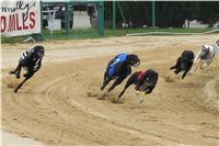 009_Chrtí_dostihy_Extra_Greyhound_Race_2011_Czech_Greyhound_Racing_Federation_IMG_0699.JPG