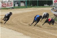 010_Chrtí_dostihy_Extra_Greyhound_Race_2011_Czech_Greyhound_Racing_Federation_IMG_0700.JPG