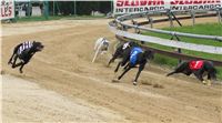 011_Chrtí_dostihy_Extra_Greyhound_Race_2011_Czech_Greyhound_Racing_Federation_IMG_0701.JPG