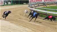011_Chrtí_dostihy_Extra_Greyhound_Race_2011_Czech_Greyhound_Racing_Federation_IMG_0701.JPG