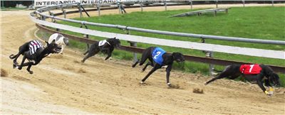 012_Chrtí_dostihy_Extra_Greyhound_Race_2011_Czech_Greyhound_Racing_Federation_IMG_0702.JPG