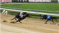 013_Chrtí_dostihy_Extra_Greyhound_Race_2011_Czech_Greyhound_Racing_Federation_IMG_0703.JPG