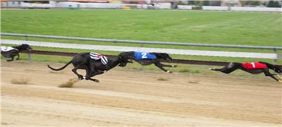 014_Chrtí_dostihy_Extra_Greyhound_Race_2011_Czech_Greyhound_Racing_Federation_IMG_0704.JPG