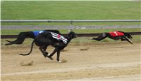 015_Chrtí_dostihy_Extra_Greyhound_Race_2011_Czech_Greyhound_Racing_Federation_IMG_0705.JPG