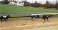 016_Chrtí_dostihy_Extra_Greyhound_Race_2011_Czech_Greyhound_Racing_Federation_IMG_0706.JPG