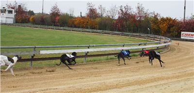 017_Chrtí_dostihy_Extra_Greyhound_Race_2011_Czech_Greyhound_Racing_Federation_IMG_0707.JPG