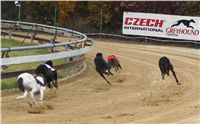 019_Chrtí_dostihy_Extra_Greyhound_Race_2011_Czech_Greyhound_Racing_Federation_IMG_0709.JPG