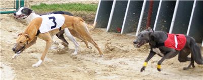020c_Chrtí_dostihy_Extra_Greyhound_Race_2011_Czech_Greyhound_Racing_Federation_DSC03029.JPG
