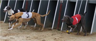 020d_Chrtí_dostihy_Extra_Greyhound_Race_2011_Czech_Greyhound_Racing_Federation_DSC03027.JPG