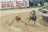 021_Chrtí_dostihy_Extra_Greyhound_Race_2011_Czech_Greyhound_Racing_Federation_IMG_0772.JPG