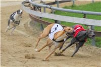 022_Chrtí_dostihy_Extra_Greyhound_Race_2011_Czech_Greyhound_Racing_Federation_IMG_0773.JPG