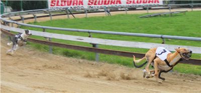 023_Chrtí_dostihy_Extra_Greyhound_Race_2011_Czech_Greyhound_Racing_Federation_IMG_0774.JPG