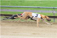 024_Chrtí_dostihy_Extra_Greyhound_Race_2011_Czech_Greyhound_Racing_Federation_IMG_0775.JPG