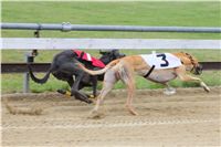 027_Chrtí_dostihy_Extra_Greyhound_Race_2011_Czech_Greyhound_Racing_Federation_IMG_0776.JPG