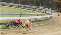 028_Chrtí_dostihy_Extra_Greyhound_Race_2011_Czech_Greyhound_Racing_Federation_IMG_0777.JPG