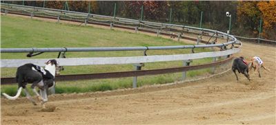 029_Chrtí_dostihy_Extra_Greyhound_Race_2011_Czech_Greyhound_Racing_Federation_IMG_0778.JPG