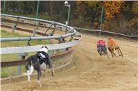 030_Chrtí_dostihy_Extra_Greyhound_Race_2011_Czech_Greyhound_Racing_Federation_IMG_0779.JPG