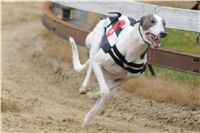 031_Chrtí_dostihy_Extra_Greyhound_Race_2011_Czech_Greyhound_Racing_Federation_DSC03063.JPG